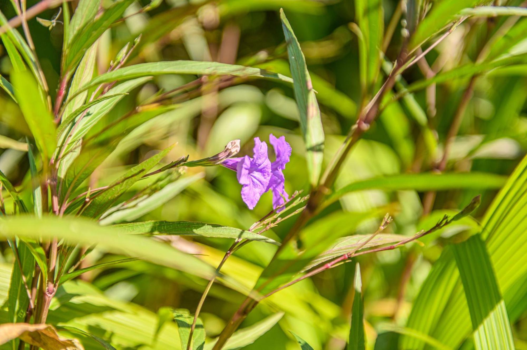 Le Jardin Des Tuit Tuit * Vue Mer * Cozy Saint-Leu Ngoại thất bức ảnh