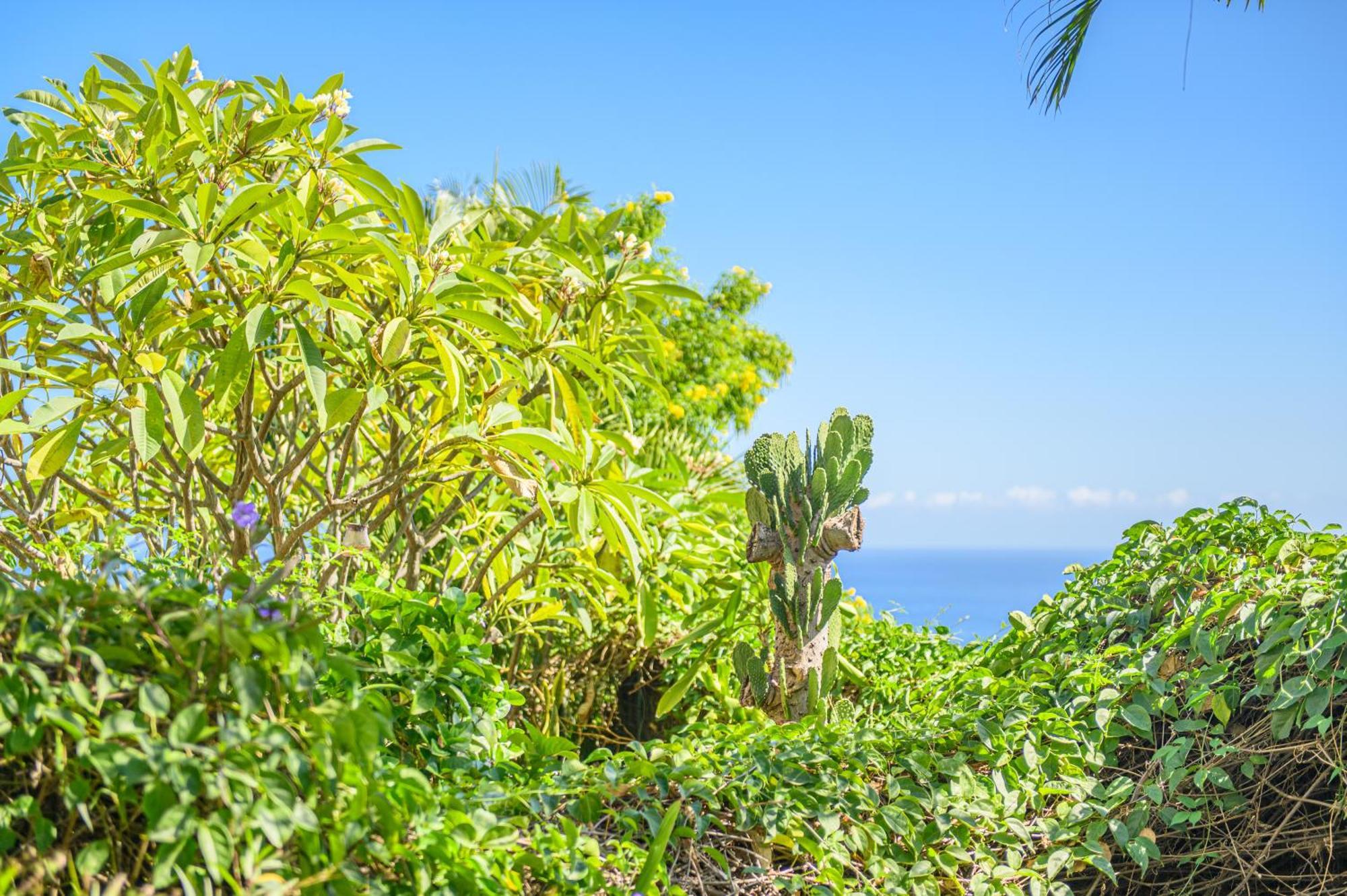 Le Jardin Des Tuit Tuit * Vue Mer * Cozy Saint-Leu Ngoại thất bức ảnh