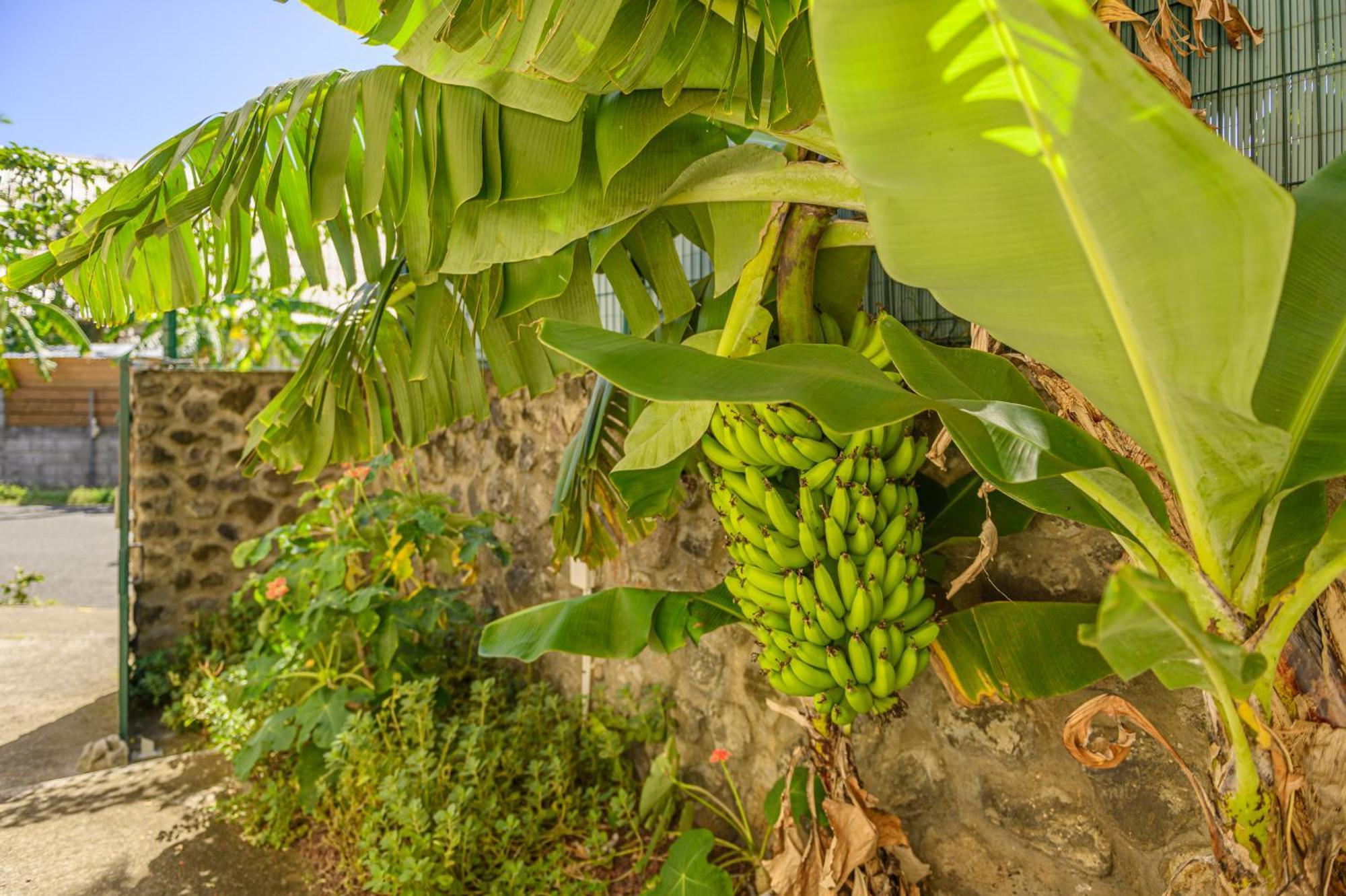 Le Jardin Des Tuit Tuit * Vue Mer * Cozy Saint-Leu Ngoại thất bức ảnh